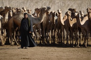 Ученые из Катара предложили лечить коронавирус с помощью верблюдов