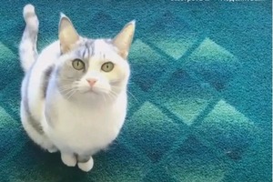 Кошки копируют движения своих хозяев: ученые провели новые исследования (видео)