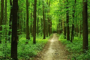 Новое исследование показывает, что к 2050 году леса могут превратиться из «поглотителя» углекислого газа в «источник»
