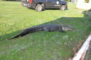 Из жилого района во Флориде выселили трехметрового аллигатора (видео)