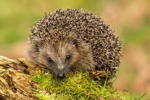 Провоцировать возникновение еще одного коронавируса могут ежи: обычные садовые животные Великобритании имеют потенциал новых штаммов, говори