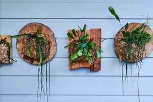 Украсила дом эко-кармашками с растениями: сделала их из дерева, проволоки и мха