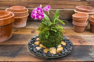 Цветочные композиции с орхидеями: для тех, кто хочет освежить интерьер своего дома