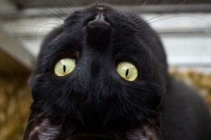 Ко Дню черной кошки (17 ноября): приметы и подборка симпатичных фото