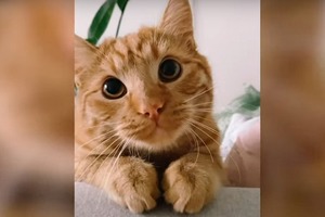 Восхитительный котенок сумел повторить взгляд Кота в сапогах из "Шрека" (милое видео)