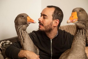 Жалуются на крики: британца оштрафуют на 5 тысяч фунтов за громких гусей