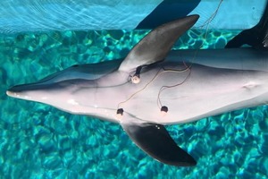 Новое исследование показало: дельфины могут контролировать свой сердечный ритм