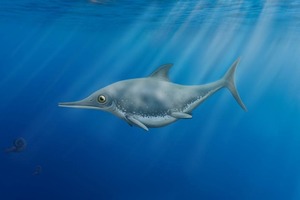 Доисторическая рептилия "морской дракон", обнаруженная на побережье Ла-Манша, признана новым видом