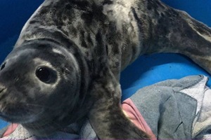 Зоологи Уэльса просят людей не "помогать" тюленятам, если они видят их на пляже