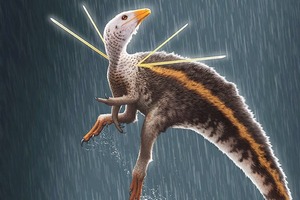 Обнаружен новый вид динозавров: они были размером с курицу и очень пушистые