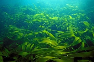 Натуральный состав из морских водорослей может останавливать распространение бактерий и использоваться с целью создания самоочищающихся пове
