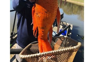 Большая золотая рыбка весом 9 фунтов найдена в озере в Южной Каролине