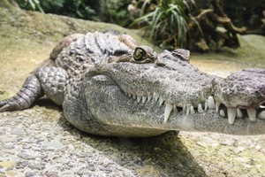 Крокодилы эпохи динозавров удивительно похожи на современных: в чем причина, поведали ученые