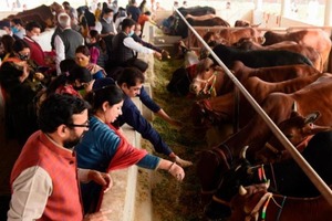 Живое наследие человечества: в Индии ввели общенациональный экзамен по "науке о коровах"