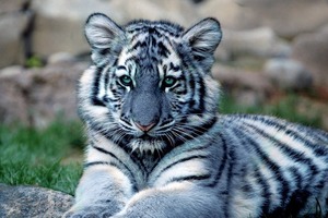 Нейтральная теория: как природа создала голубых тигров и насколько важна случайность в эволюции