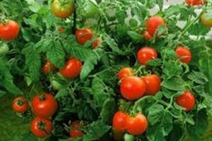 Соседка научила меня не подвязывать помидоры. Последние 5 лет я собираю в два раза больше урожая