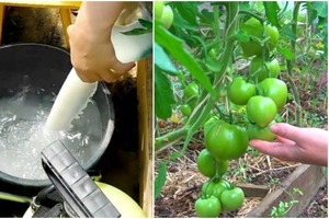 Мои помидоры дают урожай в 10 раз больше, чем у всех: делюсь рецептом удобрения