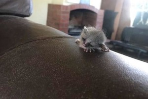 Мужчина нашел крошечное существо на своем диване. Вскоре за ним пришла мама