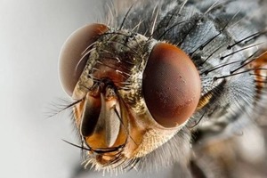 Как избавиться от комаров и мух: неожиданно простой, но эффективный способ