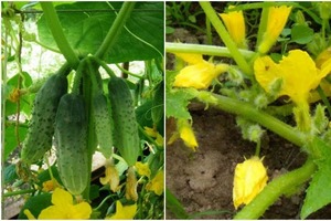 Когда на огурцах один пустоцвет, я отщипываю его особенным образом: делюсь секретом обильного плодоношения