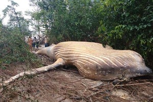 Биологи в недоумении: в джунглях найдено тело кита (видео)