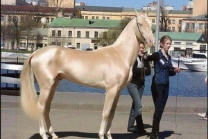 Секрет красоты "небесного скакуна", названного прекраснейшей лошадью в мире