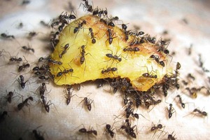 В моем доме нет муравьев. Если вдруг они появляются, я мигом вывожу их