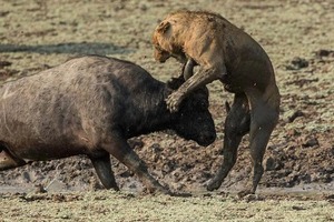 "Битва гигантов": буйвол против льва - кто сильнее?