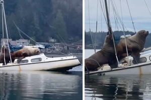 Два гигантских морских льва «одолжили» чью-то лодку