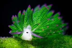 Этот очаровательный морской слизняк ест так много водорослей, что может фотосинтезировать