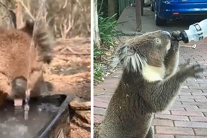 После того, как одна коала умирает из-за неправильной подачи воды, ветеринары объясняют, как делать это правильно