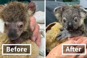 Собака спасла маленькую коалу от лесных пожаров, а люди ее вылечили