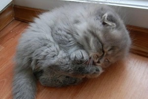 Впервые завела котенка: ветеринар дал советы по организации сна малыша