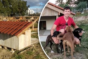 Парни в Бразилии решили бесплатно построить дома для бездомных собак