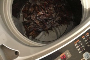 Зато не руками: семейная пара почистила креветки в стиральной машинке