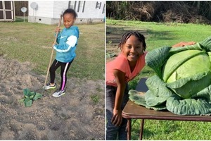 Детям дали рассаду капусты, чтобы обучить их азам огородничества: у Киры самый лучший результат — кочан весом 14 кг