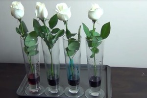 Решила проверить, можно ли покрасить розы самостоятельно, и поставила их в стаканы с пищевыми красителями. Что произошло через несколько час
