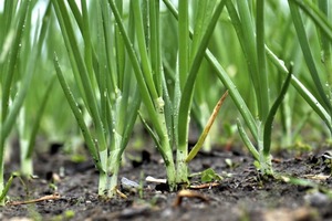 Посадите лук в лоток от яиц: 3 трюка опытных огородников для богатого урожая