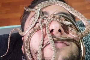 Без рук: в Каире делают массаж неядовитыми змеями