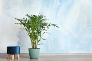 Пальма, английский плющ и еще два растения, которые способны очищать воздух дома от пыли и токсинов