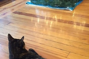 Нашла простой способ уберечь новогоднюю елку от нападок кота: нужен простой уксус