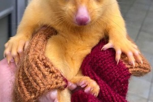 Это настоящий Пикачу: австралийская ветеринарная клиника спасает золотого опоссума