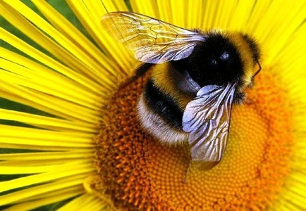 пчелка.jpeg