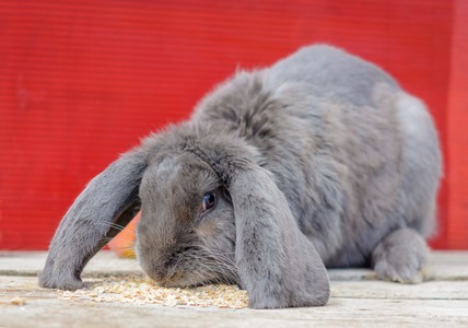 Порода кроликов французский баран: описание, характеристика, фото