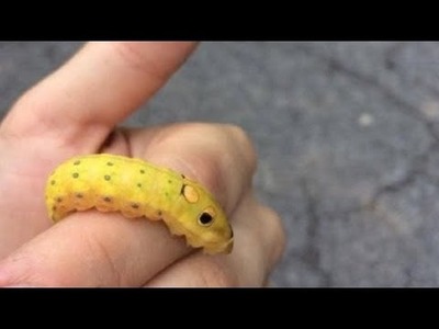 Школьница принесла домой необычную гусеницу. Через несколько недель она ее показала