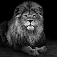 ✵✵✵ Lion ✵✵✵