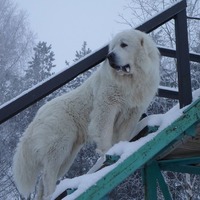 Эллина Беспредельная