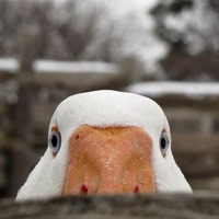 Larus Marinus