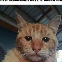 Котик Персиковый