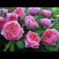 Интернет-магазин «ЭврикаРоза» саженцы роз почтой